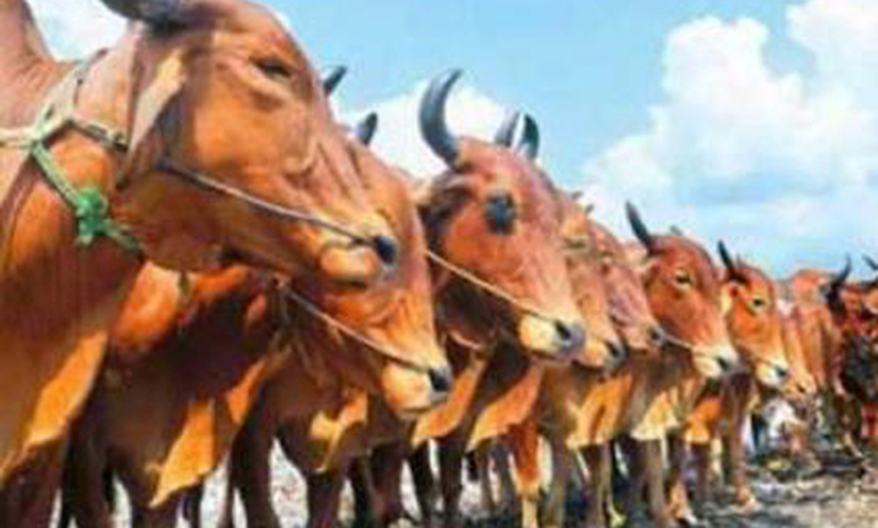 পশুর হাট জমেনি, অব্যবস্থাপনা ও বৃষ্টিতে নাকাল ক্রেতা-বিক্রেতা