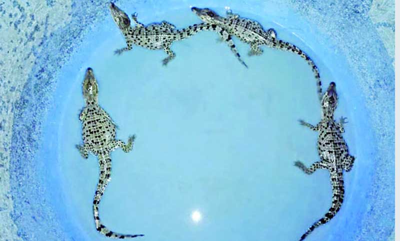 কুমির পিলপিলের পরিবারে যোগ হলো ৪ সদস্য