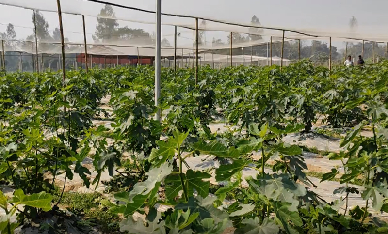কোরআনে বর্ণিত ত্বীন ফলের বাগান দিনাজপুরে!