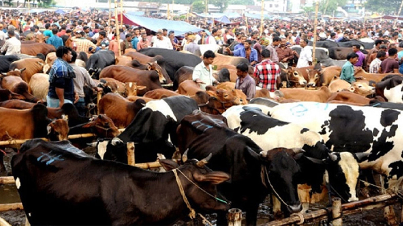 ঈদুল আজাহায় এবছর ঢাকায় বসছে ২৮টি কুরবানির পশুর হাট, স্বচ্ছ টেন্ডারে কঠোর অবস্থানে কর্তৃপক্ষ