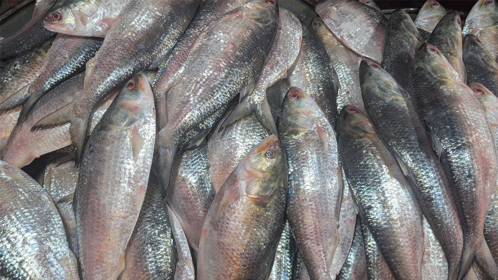 বৈশাখের উত্তাপ ইলিশের বাজারে,৪ হাজার টাকা কেজি বিক্রি