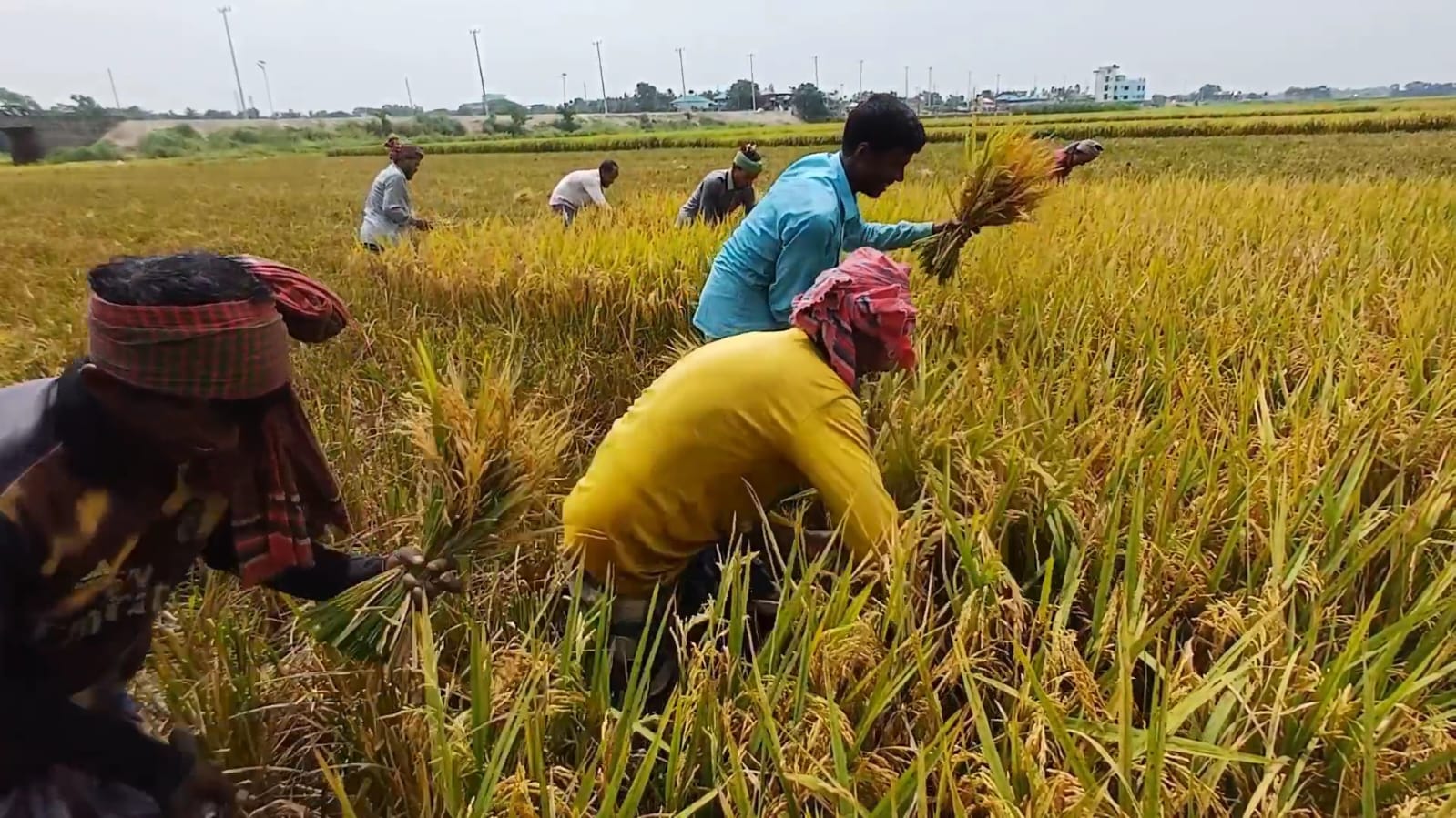 কিশোরগঞ্জের হাওরাঞ্চলে কাটা হয়ে গেছে অর্ধেকেরও বেশি ধান