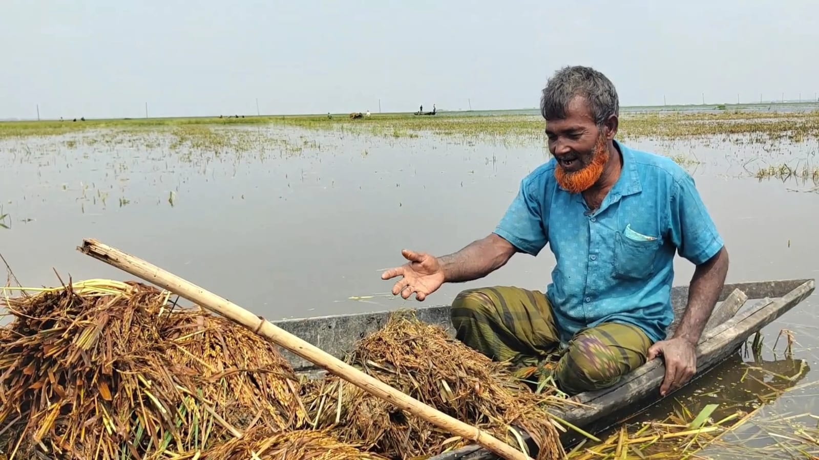 কিশোরগঞ্জের হাওরাঞ্চলে ডুবেছে ২ হাজার হেক্টর জমির পাঁকা ধান, পরিমাণ আরও বাড়ার শঙ্কা