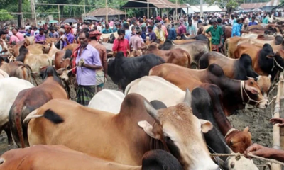 রাজধানীর কোরবানির পশুর হাটগুলো জমে উঠেছে