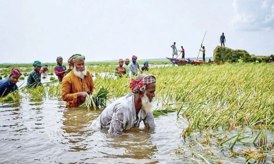 পানির তলে গেল হাওরের বোরো ধান