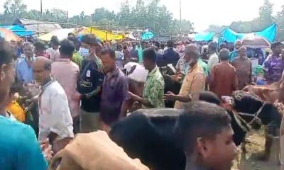 নীলফামারী পৌর পশুরহাটে নিয়মনীতির তোয়াক্কা না করে অতিরিক্ত টোল আদায়
