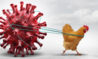 এবার কোভিডের চেয়েও ভয়াবহ হতে পারে বার্ড ফ্লু