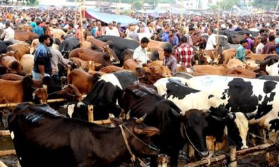 গরুর হাটে জাল টাকা ঠেকাতে আইনশৃঙ্খলা বাহিনীর তৎপরতা জোরদার