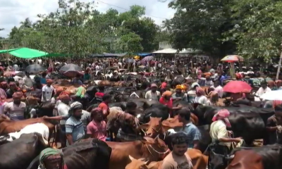 সামনে ঈদুল আজহা বিভিন্ন জেলায় পশুর হাট জমজমাট হচ্ছে