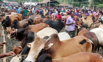 রাজধানীর কোরবানির পশুর হাটগুলো জমে উঠেছে