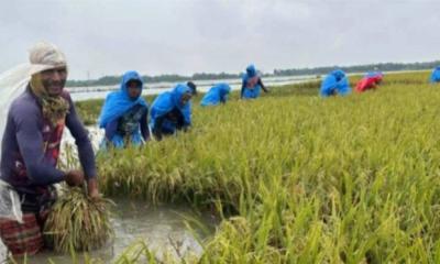 এবার সুনামগঞ্জে পানির নিচে ২০০ কোটি টাকার ধান, দিশেহারা হাওরের কৃষক