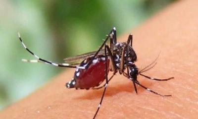 ডেঙ্গুতে ২৪ ঘন্টায় আরো ৫ মৃত্যু,হাসপাতালে ৭৯২
