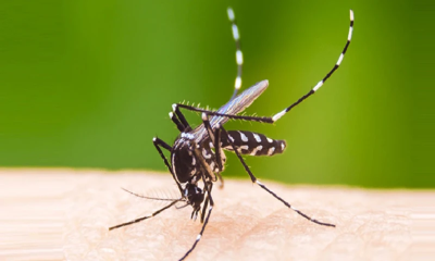 ডেঙ্গুতে ১ দিনে আরও ৬ জনের মৃত্যু