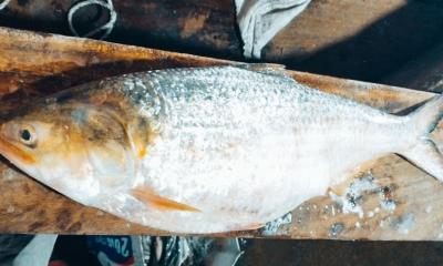 এবার জালে মিলল ৪ কেজির ইলিশ