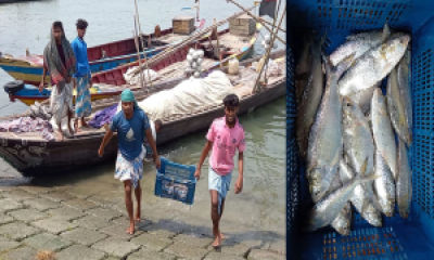 ইলিশ ধরা শুরু হয়েছে, চাঁদপুরের মাছঘাটে কর্মব্যস্থতা ফিরেছে