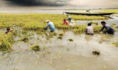 কিশোরগঞ্জে আরও ২ হাজার হেক্টর বোরো জমি পানির নিচে