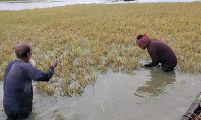কিশোরগঞ্জে তলিয়েছে ৩৬ হাজার কৃষকের ১০ হেক্টরেরও বেশি ধান