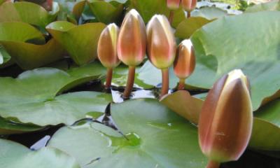 এবার ইসির প্রতীক তালিকায় শাপলা কলি যুক্ত হলো