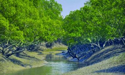 সুন্দরবনে বিষ দিয়ে মাছ ধরা নিয়ে মারামারি