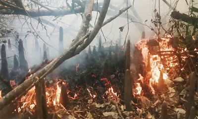 সুন্দরবনে আগুন লেগেছে