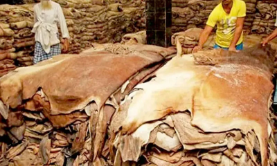 এবছর কুরবানির পশুর চামড়া ঢাকায় ৬০-৬৫,বাইরে ৫৫-৬০ টাকা দাম নির্ধারণ