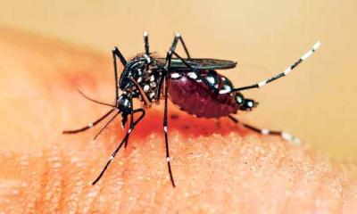 ডেঙ্গুতে আরও ২ জনের মৃত্যু, হাসপাতালে ৬১০