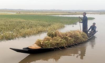 বৃষ্টি আর পাহাড়ি ঢলে হাকালুকির পানিতে ভাসছে কৃষকের স্বপ্ন