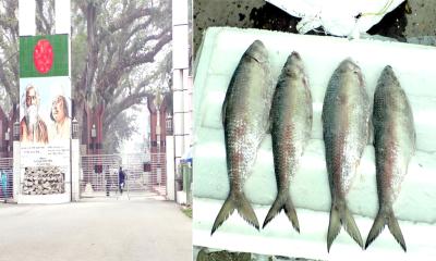 চুপিসারে ভারত থেকে ইলিশ আমদানি বন্ধ, ১০৩ অনাপত্তি সনদ বাতিল
