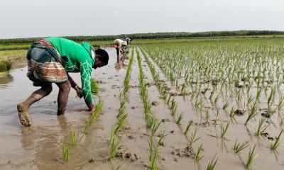 কিশোরগঞ্জের হাওরে বোরো ধান রোপনে চলছে কৃষকদের কর্মযজ্ঞ