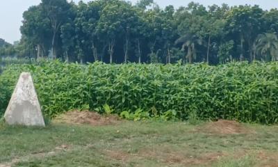 এবার চুয়াডাঙ্গা ও কুড়িগ্রাম সীমান্তে ২০ জনকে পুশইন চেষ্টায় বিজিবির বাধা