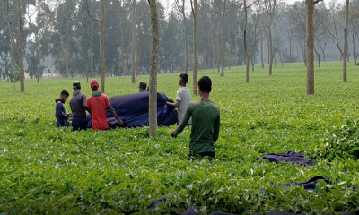 পঞ্চগড়সহ উত্তরাঞ্চলজুড়ে চায়ের সুবাতাস