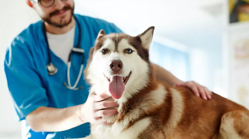 কুকুর শনাক্ত করবে করোনা আক্রান্তকে!