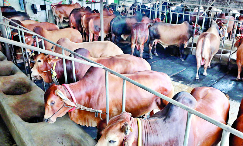 দুশ্চিন্তার আবর্তে কোরবানি