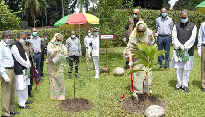 গণভবনে তেঁতুল-চালতার গাছ লাগালেন প্রধানমন্ত্রী