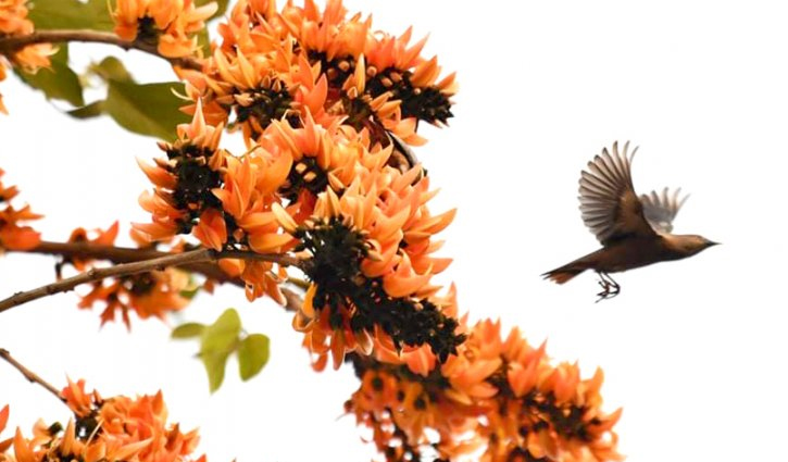 বসন্ত-ভালোবাসায় মাখামাখি